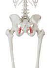 Menschliches Skelett mit sakralen Bändern, Computerillustration. — Stockfoto