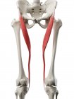 Human skeleton with red colored Sartorius muscle, computer illustration. — Stock Photo