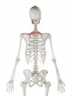Menschliches Skelett mit rotfarbigem Rautenmuskel, Computerillustration. — Stockfoto