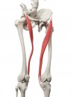 Human skeleton with red colored Sartorius muscle, computer illustration. — Stock Photo