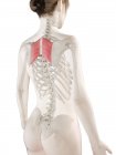 Female body model with red colored Rhomboid major muscle, computer illustration. — Stock Photo