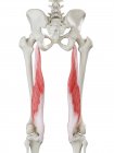 Esqueleto humano con músculo Semimembranosus de color rojo, ilustración por computadora . - foto de stock