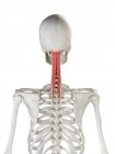Esqueleto humano com vermelho colorido músculo Semispinalis capitis, ilustração do computador . — Fotografia de Stock