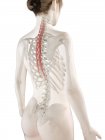 Female body model with red colored Semispinalis thoracis muscle, computer illustration. — Stock Photo