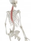 Menschliches Skelett mit rot gefärbtem Brustmuskel Semispinalis, Computerillustration. — Stockfoto