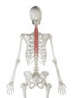 Esqueleto humano com vermelho colorido músculo Semispinalis thoracis, ilustração do computador
. — Fotografia de Stock