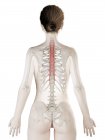 Modèle de corps féminin avec muscle Semispinalis thoracis de couleur rouge, illustration par ordinateur . — Photo de stock