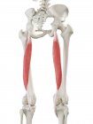 Человеческий скелет с красным цветом Semitendinosus мышцы, компьютерная иллюстрация . — стоковое фото