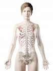 Modèle de corps féminin avec le muscle antérieur de Serratus de couleur rouge, illustration d'ordinateur . — Photo de stock