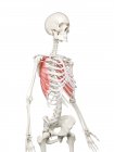 Menschliches Skelett mit rotem Serratus-Vordermuskel, Computerillustration. — Stockfoto