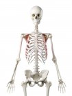 Esqueleto humano com vermelho colorido Serratus músculo anterior, ilustração do computador
. — Fotografia de Stock