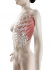 Modèle de corps féminin avec le muscle antérieur de Serratus de couleur rouge, illustration d'ordinateur . — Photo de stock