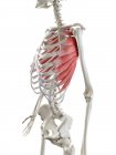 Esqueleto humano com vermelho colorido Serratus músculo anterior, ilustração do computador . — Fotografia de Stock