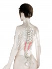 Modelo de cuerpo femenino con músculo inferior posterior Serratus de color rojo, ilustración por ordenador . - foto de stock