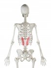Esqueleto humano con músculo inferior posterior Serratus de color rojo, ilustración por ordenador
. - foto de stock