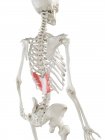 Esqueleto humano com o músculo inferior posterior Serratus colorido vermelho, ilustração do computador . — Fotografia de Stock
