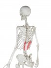 Человеческий скелет с красным цветом Serratus задней нижней мышцы, компьютерная иллюстрация . — стоковое фото