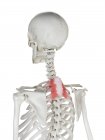 Esqueleto humano con músculo Serratus posterior superior de color rojo, ilustración por computadora . - foto de stock