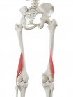 Esqueleto humano de color rojo Músculo corto del bíceps femoral, ilustración por ordenador
. - foto de stock