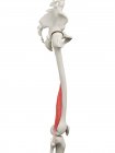 Menschliches Skelett mit rotgefärbtem kurzen Bizeps-Femoris-Muskel, Computerillustration. — Stockfoto