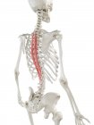 Scheletro umano con muscolo Spinalis toracis di colore rosso, illustrazione al computer . — Foto stock