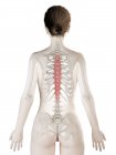Modèle de corps féminin avec Spinalis thoracis de couleur rouge muscle, illustration ordinateur . — Photo de stock