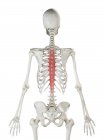 Human skeleton with red colored Spinalis thoracis muscle, computer illustration. — Stock Photo