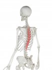 Esqueleto humano con el músculo rojo de Spinalis thoracis, ilustración de la computadora . - foto de stock
