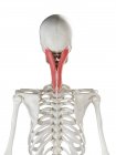 Menschliches Skelett mit rot gefärbtem Splenius capitis Muskel, Computerillustration. — Stockfoto