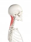 Людський скелет з червоним кольором Splenius capitis м'яз, комп'ютерна ілюстрація. — стокове фото