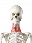 Esqueleto humano com o músculo Sternocleidomastoid colorido vermelho, ilustração do computador . — Fotografia de Stock