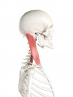 Human skeleton with red colored Sternocleidomastoid muscle, computer illustration. — Stock Photo
