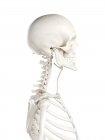 Скелет человека с красным цветом Стерноподъязычной мышцы, компьютерная иллюстрация . — стоковое фото