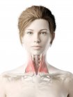 Female body model with red colored Sternocleidomastoid muscle, computer illustration. — Stock Photo