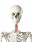 Human skeleton with red colored Sternohyoid muscle, computer illustration. — Stock Photo