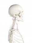 Scheletro umano con muscolo Sternotiroideo di colore rosso, illustrazione al computer . — Foto stock