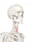Scheletro umano con muscolo Sternotiroideo di colore rosso, illustrazione al computer . — Foto stock