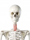 Esqueleto humano con el músculo esternotiroideo de color rojo, ilustración por computadora . - foto de stock