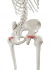 Human skeleton with red colored Superior gemellus muscle, computer illustration. — Stock Photo