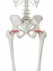 Squelette humain avec le muscle gemellus supérieur de couleur rouge, illustration d'ordinateur . — Photo de stock