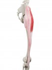 Human skeleton with red colored Tensor fascia lata muscle, computer illustration. — Stock Photo