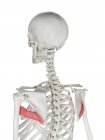 Scheletro umano con il muscolo maggiore Teres di colore rosso, illustrazione del computer . — Foto stock
