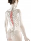 Модель женского тела с грудной мышцей спинного мозга красного цвета, компьютерная иллюстрация . — стоковое фото