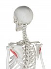 Человеческий скелет с мелкими мышцами Тереса красного цвета, компьютерная иллюстрация . — стоковое фото