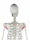 Esqueleto humano com Teres coloridos vermelhos músculo menor, ilustração do computador . — Fotografia de Stock