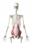 Scheletro umano con muscolo Transversus addominis di colore rosso, illustrazione del computer . — Foto stock