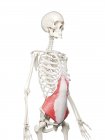 Esqueleto humano com vermelho colorido Transverso músculo abdominal, ilustração do computador . — Fotografia de Stock