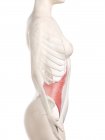 Модель женского тела с красным цветом Transversus брюшной мышцы, компьютерная иллюстрация
. — стоковое фото
