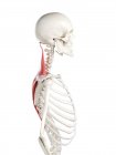 Людський скелет з м'язами трапеції червоного кольору, комп'ютерна ілюстрація . — стокове фото