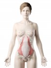 Modello di corpo femminile con muscolo Transversus addominis di colore rosso, illustrazione al computer . — Foto stock